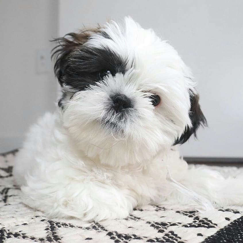 Luna the Shih Tzu puppy